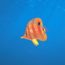 veloci-raptor avatar