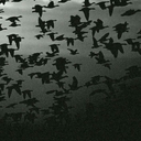 velveleyeverdimmm avatar