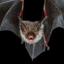 velvet-bat avatar