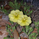 velveteengreen avatar