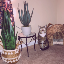 velvetnightm4res avatar