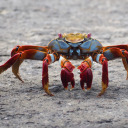 velvetteartlet avatar