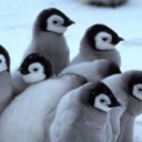 velvetyvipers avatar