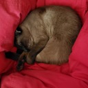 vengeful-nerd avatar