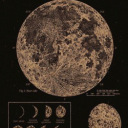 venus-and-flowers avatar