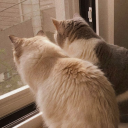 venus-dominant avatar