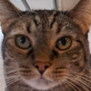 venus-on-venus avatar