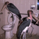 venusaur-online avatar