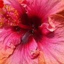 venusinbronze avatar