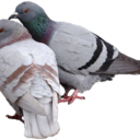 venussieambassador avatar