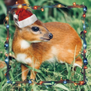 verbosenerv0sa avatar