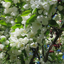 verbs-vaults-verbena avatar