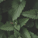 verdant-volva avatar