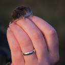 verifiedshrew avatar