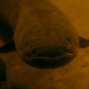 veronica-river avatar