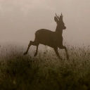 veronicauniverse avatar