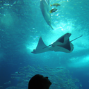 versace-velvet avatar