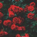 versosrotosworld avatar