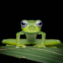 very-fast-frog avatar