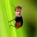 verylazyanimal avatar