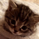 verytinykitten avatar