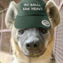 verytiredhyena avatar