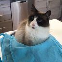 vesper-de-rolo avatar