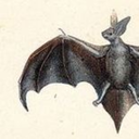 vesperbat avatar