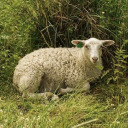 vesselcollector avatar