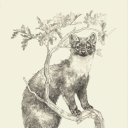 vesubia-jugorum avatar