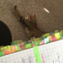 vet-in-progress avatar