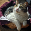 veterinaryrambles avatar