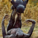 veterinerpaylasim avatar