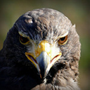 vexilloquitious avatar