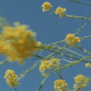 vicariousembarrassment avatar