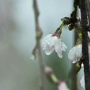 vickyshs-blog avatar