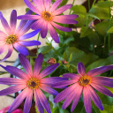 victorianpoppies avatar