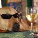 vida-gran-perra avatar