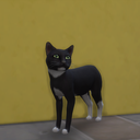 video-games-trove avatar