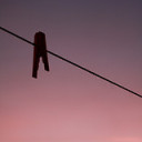 viennacherries avatar