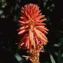 viensfleurter avatar