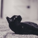 views-in-bloom avatar