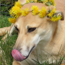 viewtiful-days avatar