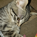 vigilantemoth13 avatar