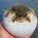 vihuhol-bigpuzen avatar