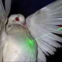 viioletgarden avatar