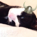 vikingcats avatar