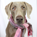 viktor-the-explorer avatar