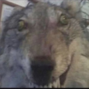 vilelittlecritter avatar