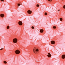 village-for-rambles avatar